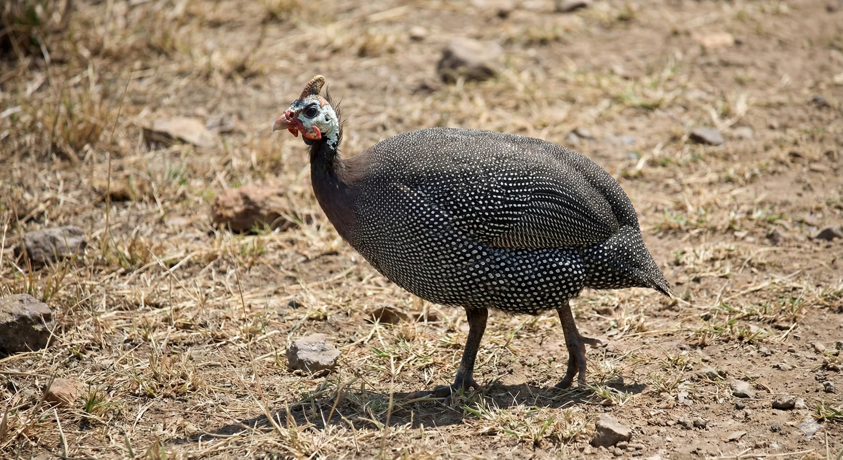 Guinea Fowl