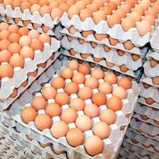 Organic Eggs